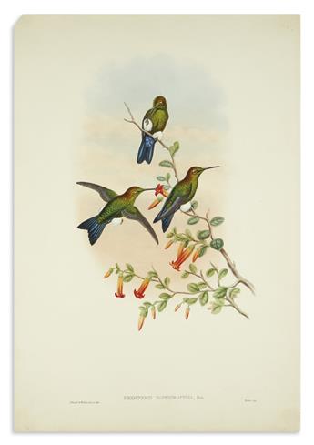 GOULD, JOHN. Group of 7 hand-colored lithographs of hummingbirds